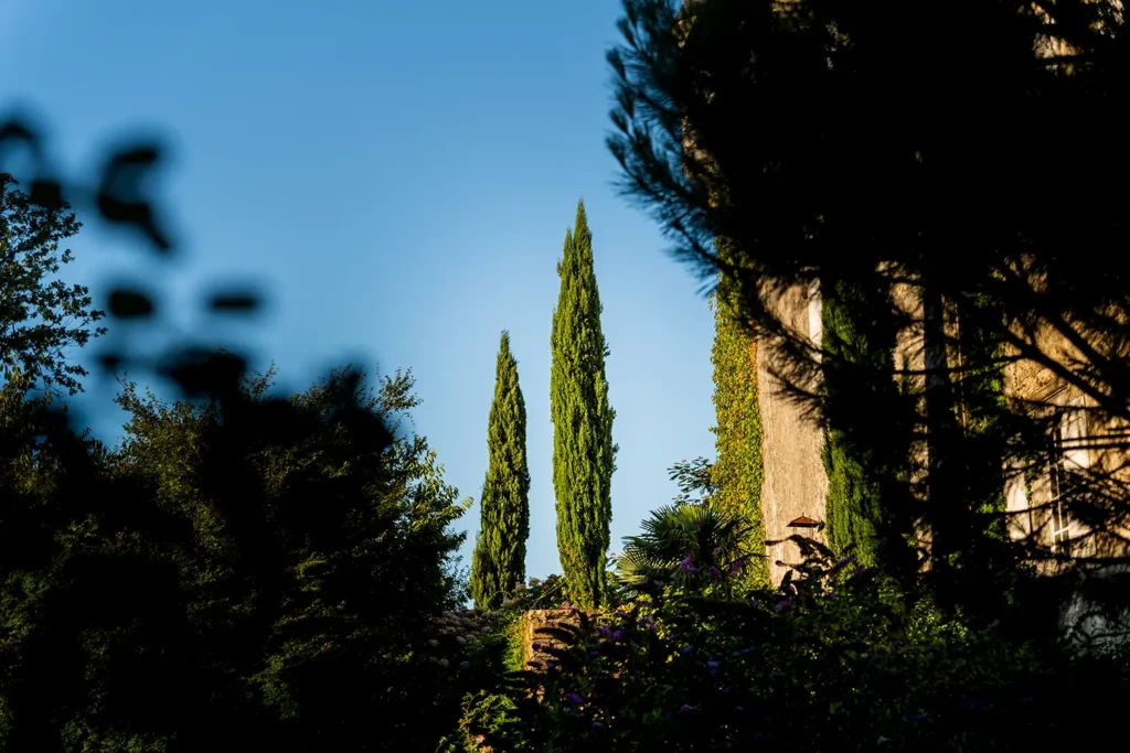 Cyprès d'Italie majestueux au milieu de la végétation du domaine Belzunce, Studio ADIO, Bayonne.